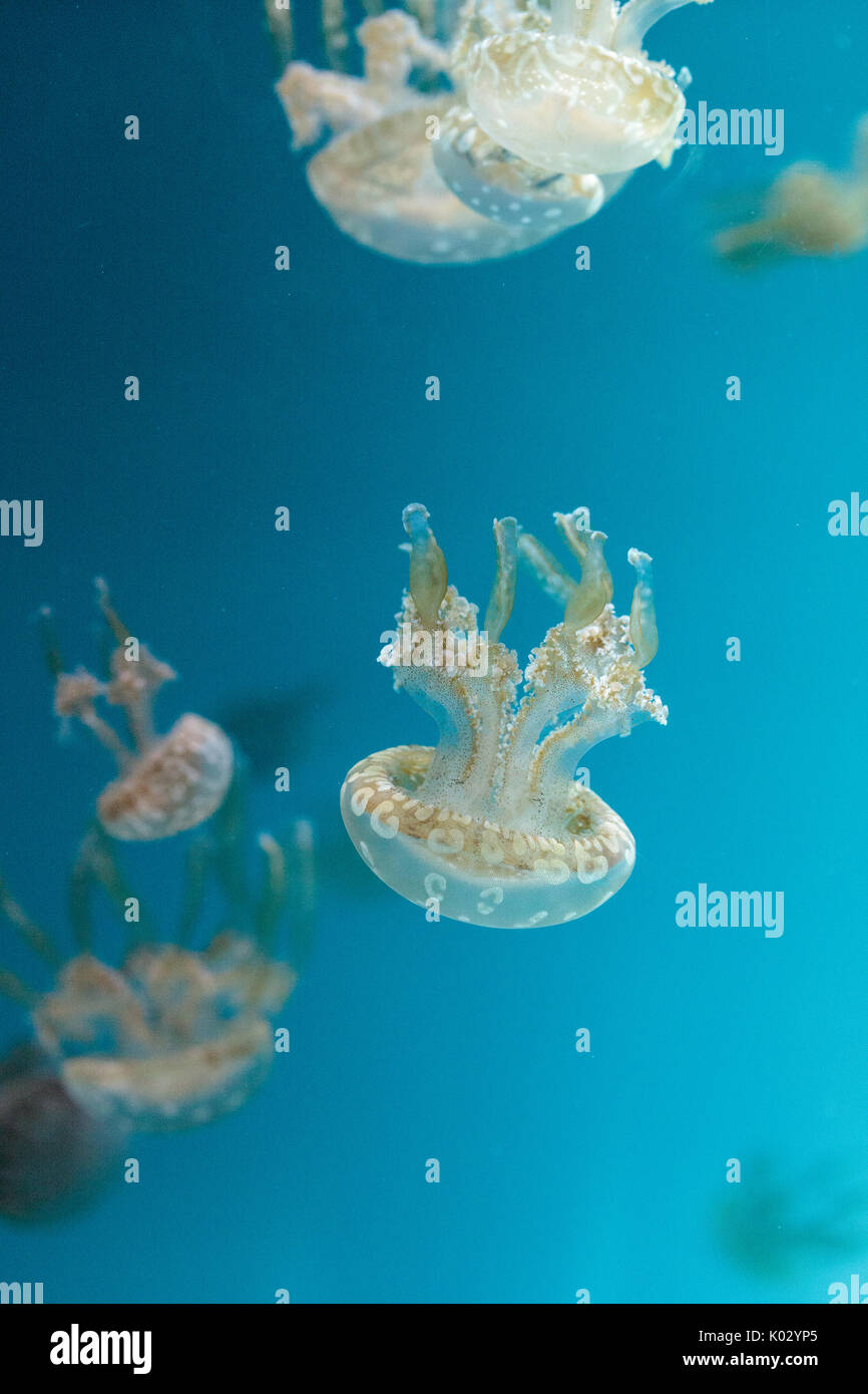 Goldene Gelee, Phyllorhiza Trommler ist auch bekannt als die schwimmende Glocke und die weiß gefleckten Quallen Stockfoto