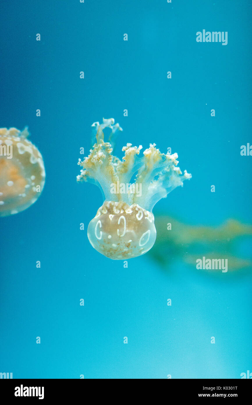 Goldene Gelee, Phyllorhiza Trommler ist auch bekannt als die schwimmende Glocke und die weiß gefleckten Quallen Stockfoto
