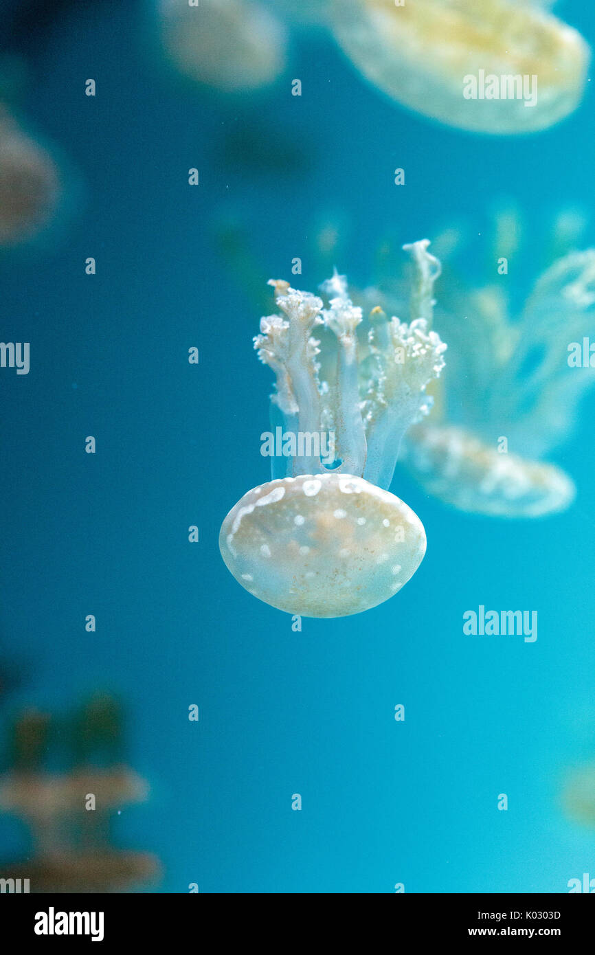 Goldene Gelee, Phyllorhiza Trommler ist auch bekannt als die schwimmende Glocke und die weiß gefleckten Quallen Stockfoto