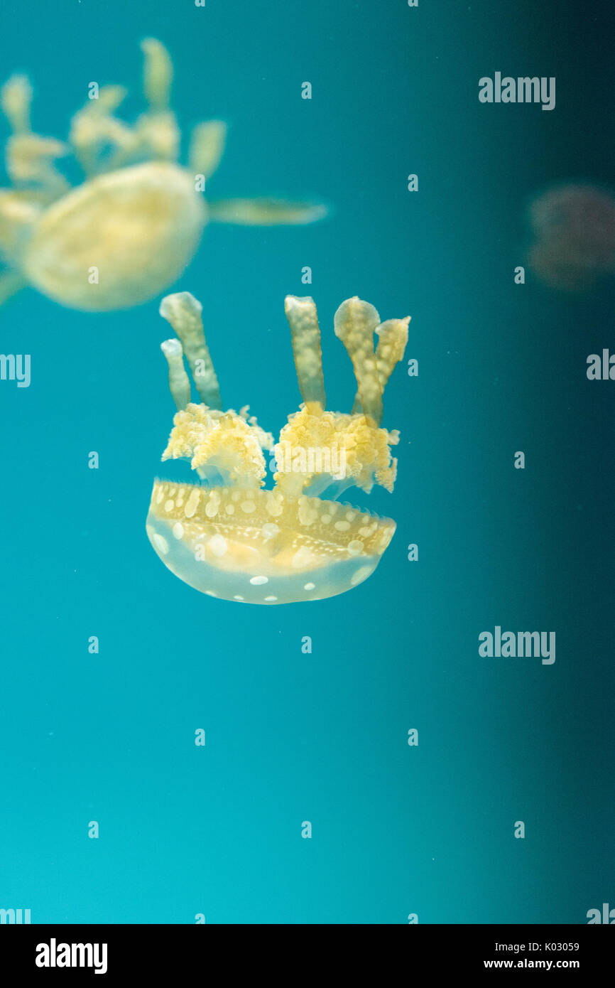 Goldene Gelee, Phyllorhiza Trommler ist auch bekannt als die schwimmende Glocke und die weiß gefleckten Quallen Stockfoto