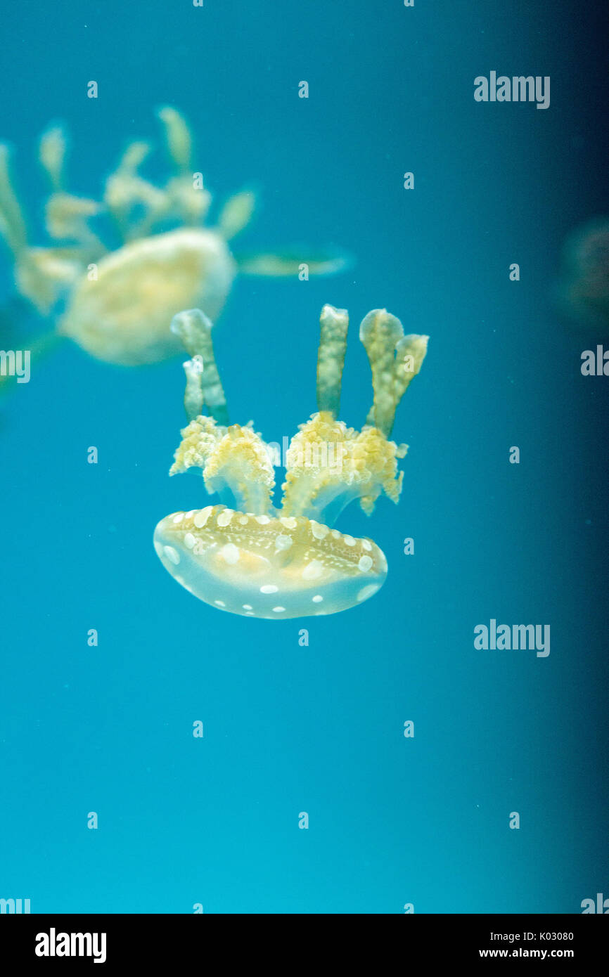 Goldene Gelee, Phyllorhiza Trommler ist auch bekannt als die schwimmende Glocke und die weiß gefleckten Quallen Stockfoto