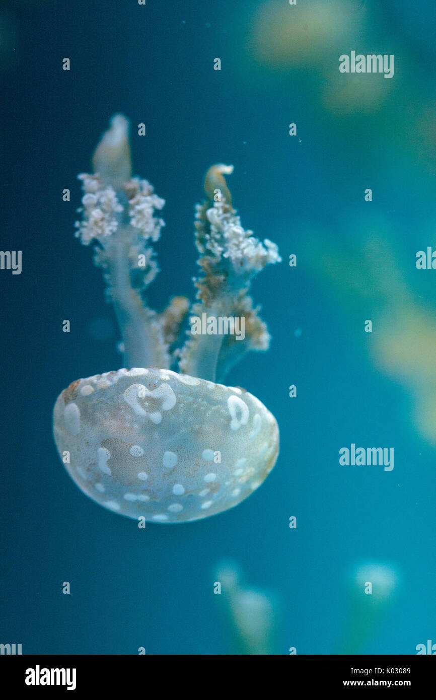 Goldene Gelee, Phyllorhiza Trommler ist auch bekannt als die schwimmende Glocke und die weiß gefleckten Quallen Stockfoto