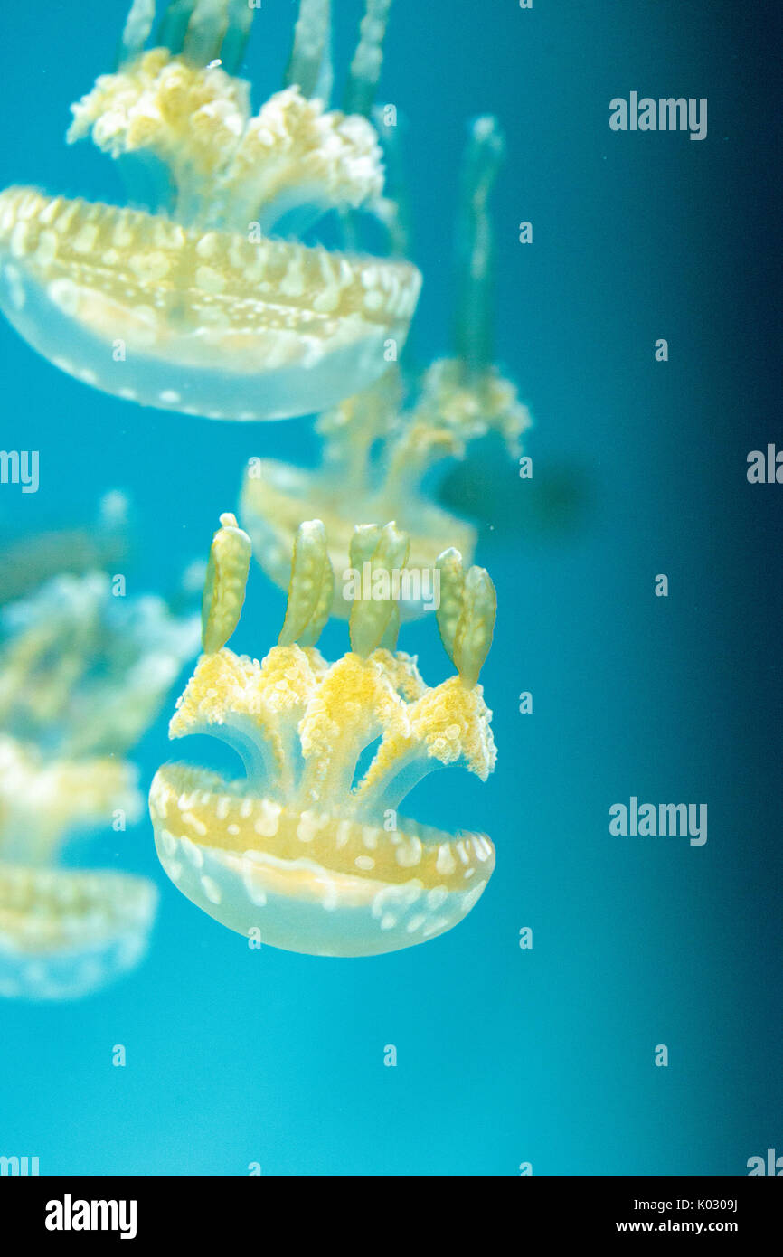 Goldene Gelee, Phyllorhiza Trommler ist auch bekannt als die schwimmende Glocke und die weiß gefleckten Quallen Stockfoto