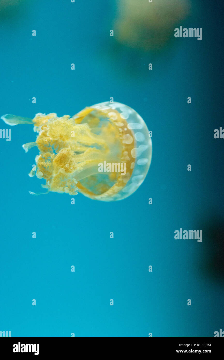 Goldene Gelee, Phyllorhiza Trommler ist auch bekannt als die schwimmende Glocke und die weiß gefleckten Quallen Stockfoto