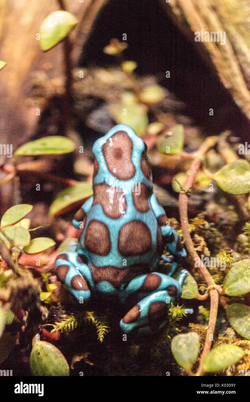 Grüne und schwarze poison Dart frog Dendrobates auratus auf Moss und Baumrinde Stockfoto