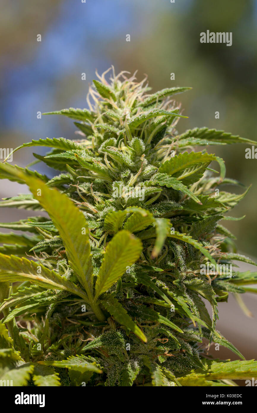 Marihuana Knospe an den Reifen Peak, Kalifornien, USA Stockfoto