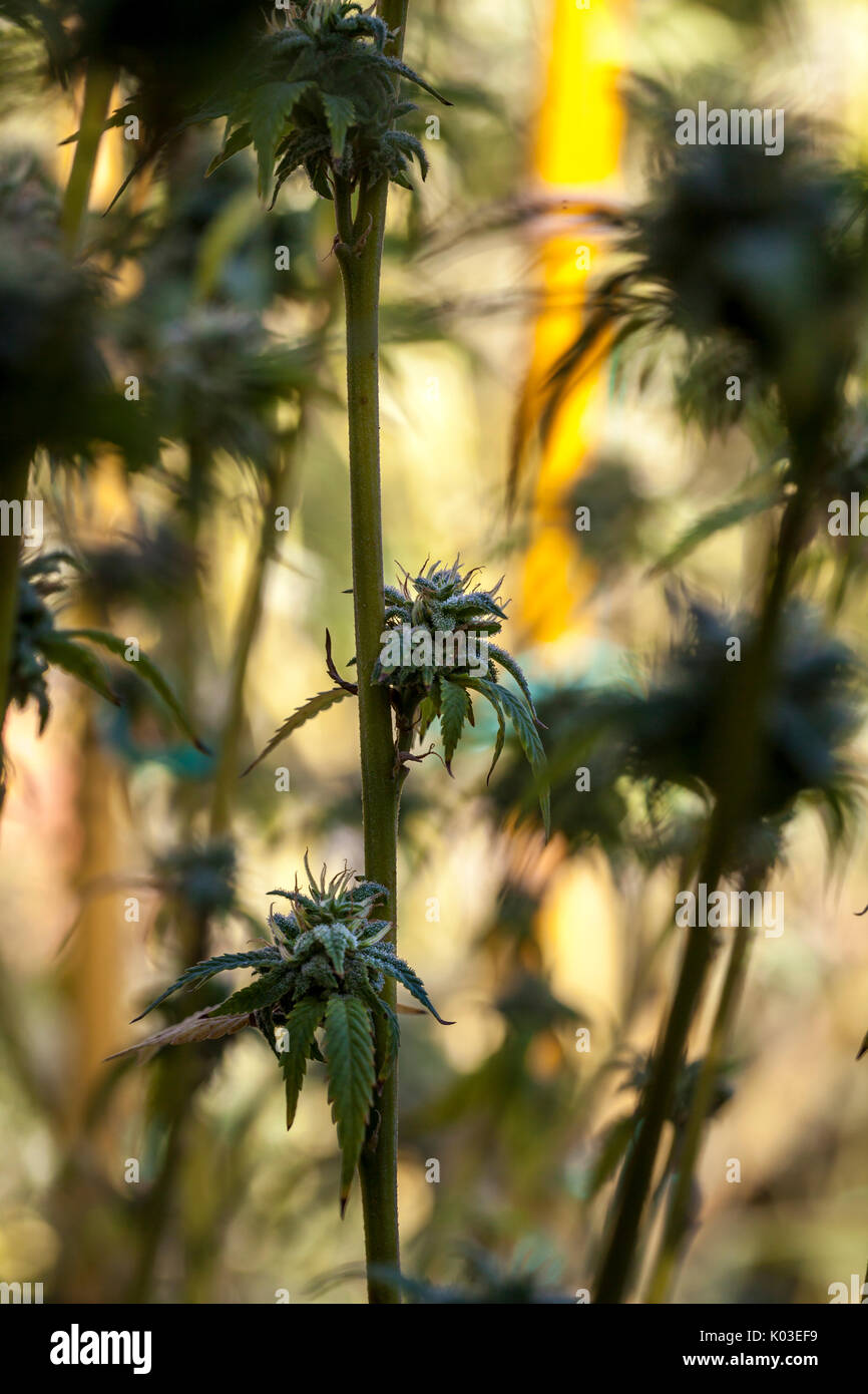 Marihuana Pflanzen in seiner Reife Peak, Kalifornien, USA Stockfoto