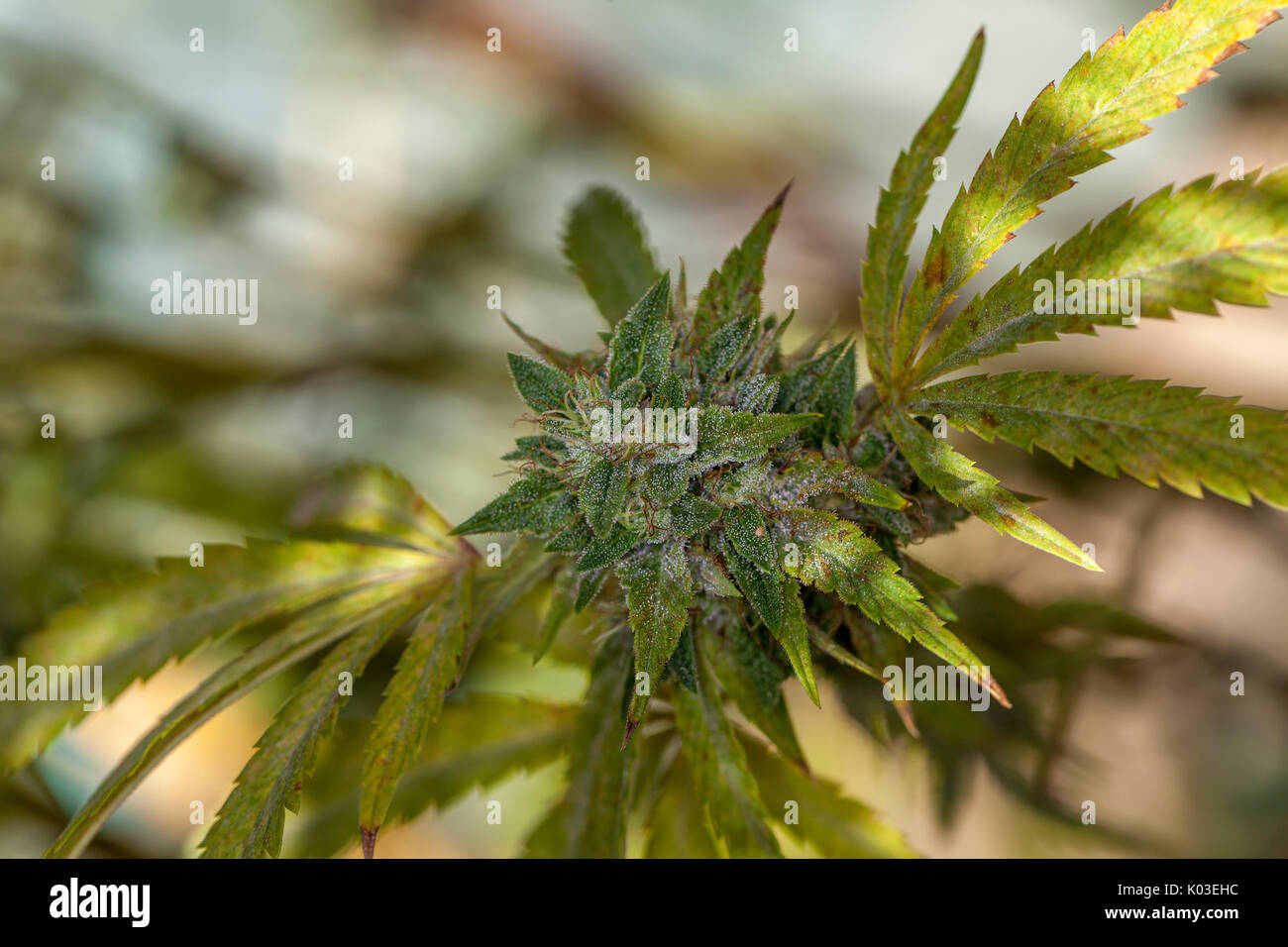 Marihuana Knospe an den Reifen Peak, Kalifornien, USA Stockfoto