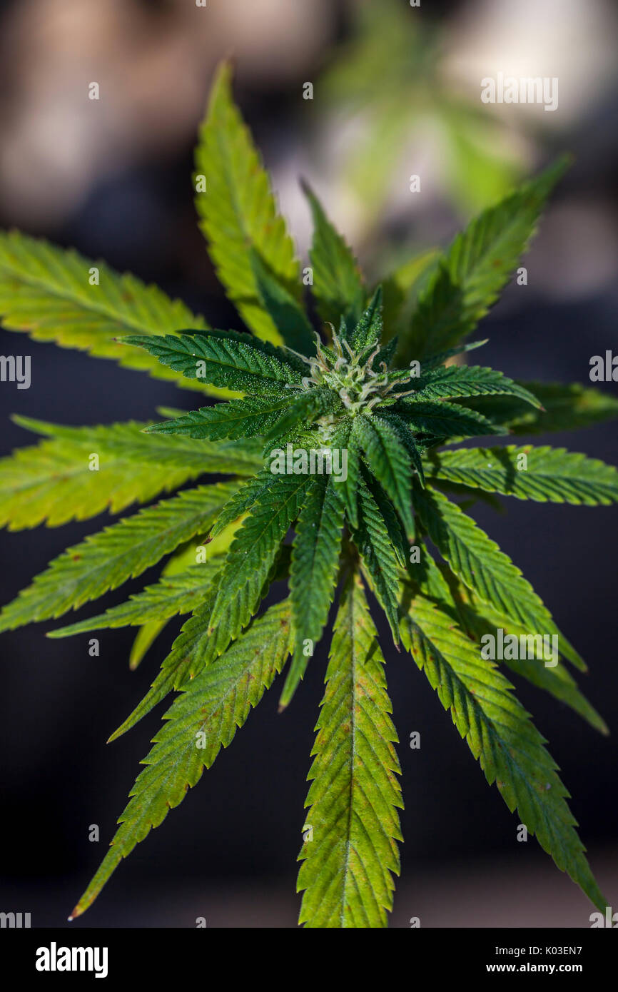 Marihuana Pflanze (Sativa) Stockfoto