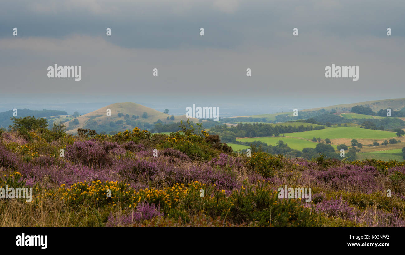 Blick von der Stiperstones Bereich von natürlicher Schönheit. Der Blick nach Osten von National Nature Reserve in Shropshire, England, Großbritannien Stockfoto