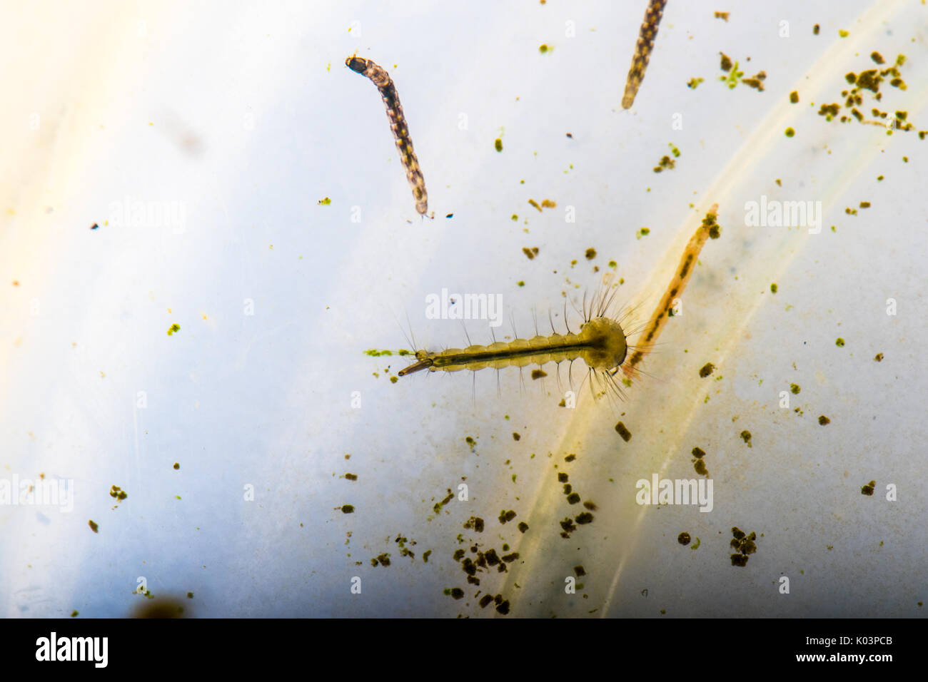 Unreife culicidae Fotos und Bildmaterial in hoher Auflösung Alamy