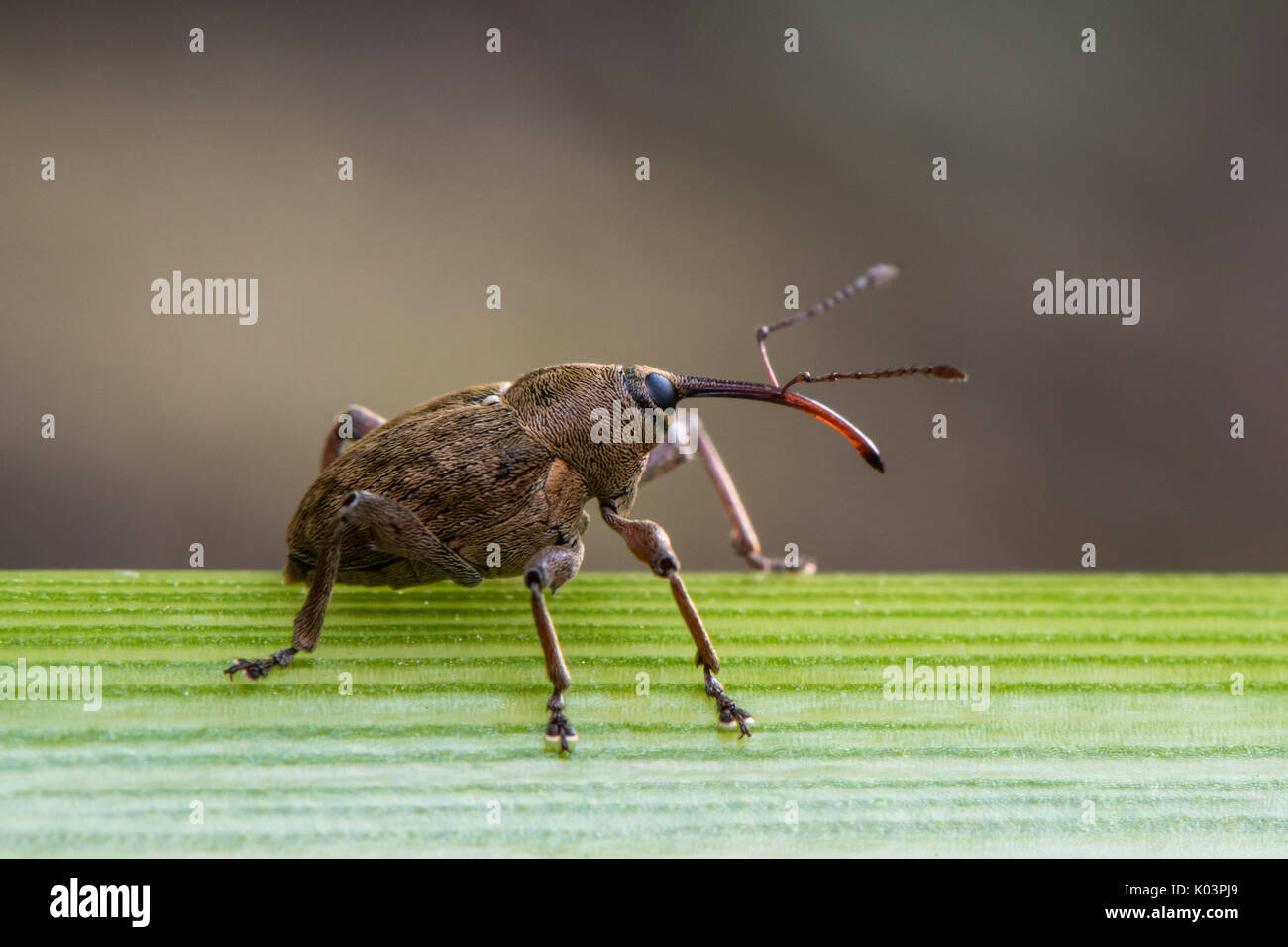 Große Rüsselkäfer mit langen podiumsplatz. Außerordentliche Käfer in der Familie Curculionidae, wahrscheinlich Curculio sp., im Profil Stockfoto