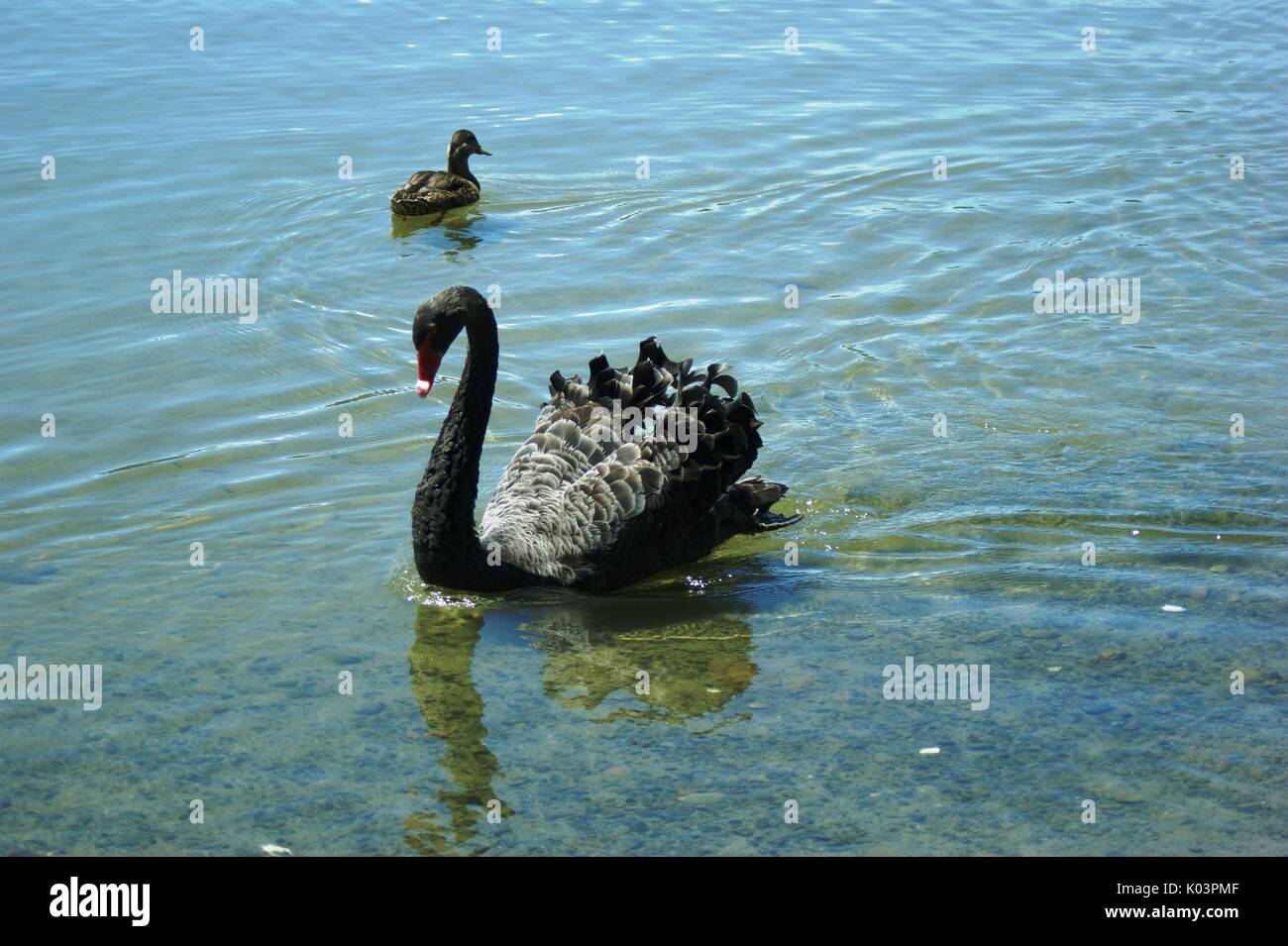 Black Swan, Lake Tutira, Neuseeland Stockfoto