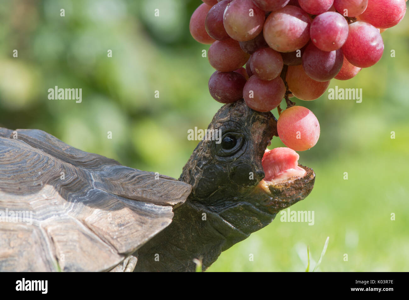 Schildkröte mit offenem Mund essen Trauben. Haustier Schildkröte mit Schnabel und Zunge, wie er sich ausdehnt, um Früchte zu tragen Stockfoto