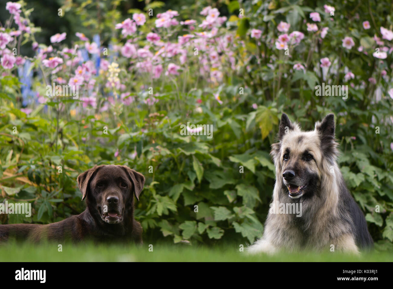 Chocolate Labrador und Deutschen Schäferhunden. Schwarz und Creme langhaarigen Elsässer und Lab vor der englischen Cottage Garten Blumen Stockfoto