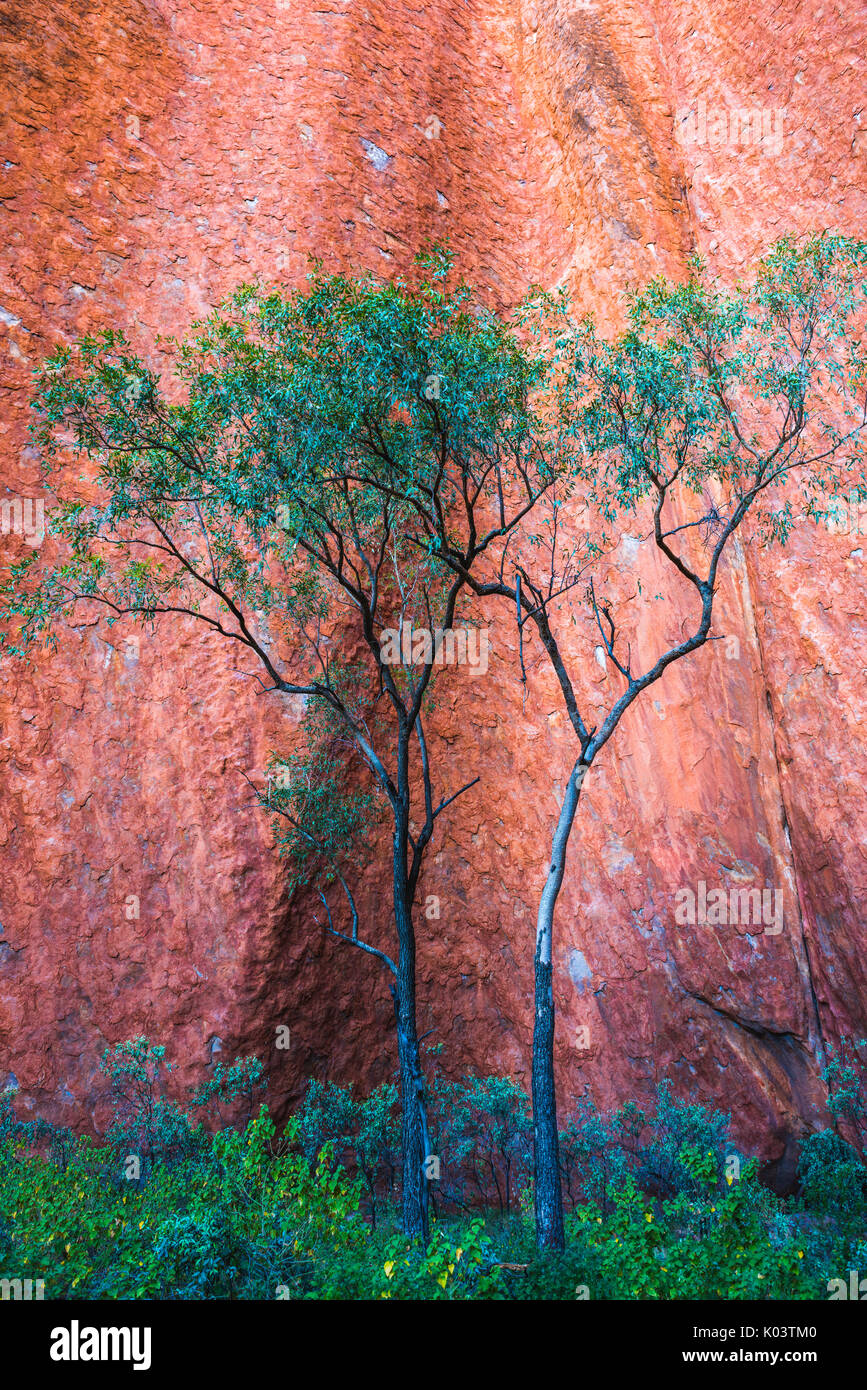 Uluru (Ayers Rock), Uluru-Kata Tjuta National Park, Northern Territory, Australien, Australien. Details der Red Rock und Vegetation. Stockfoto