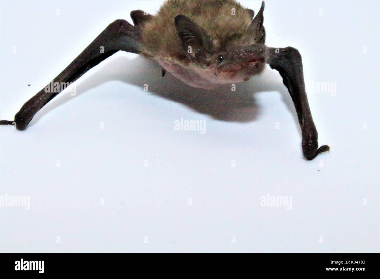 Common pipistrelle bat auf weißem Hintergrund Stockfoto