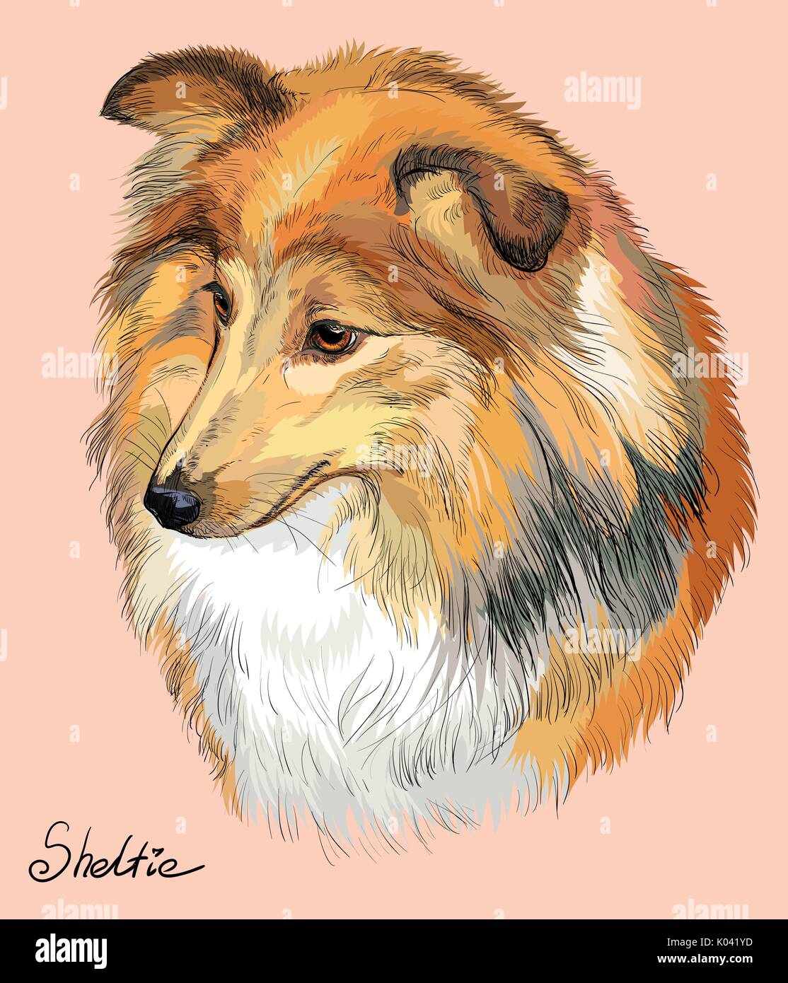 Sheltie (Shetland sheepdog) Vektor hand Zeichnung Illustration in verschiedenen Farben auf rosa Hintergrund Stock Vektor