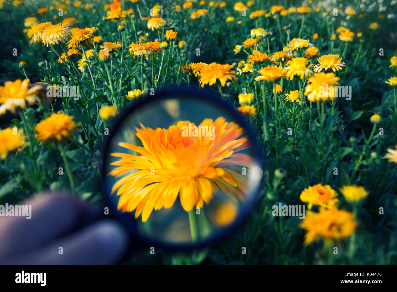 Hand mit Lupe auf eine Orange Blume zu Blume Bereich Stockfoto