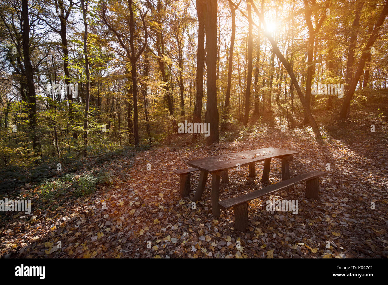 Bild von Holztisch mit Bank im Wald Stockfoto