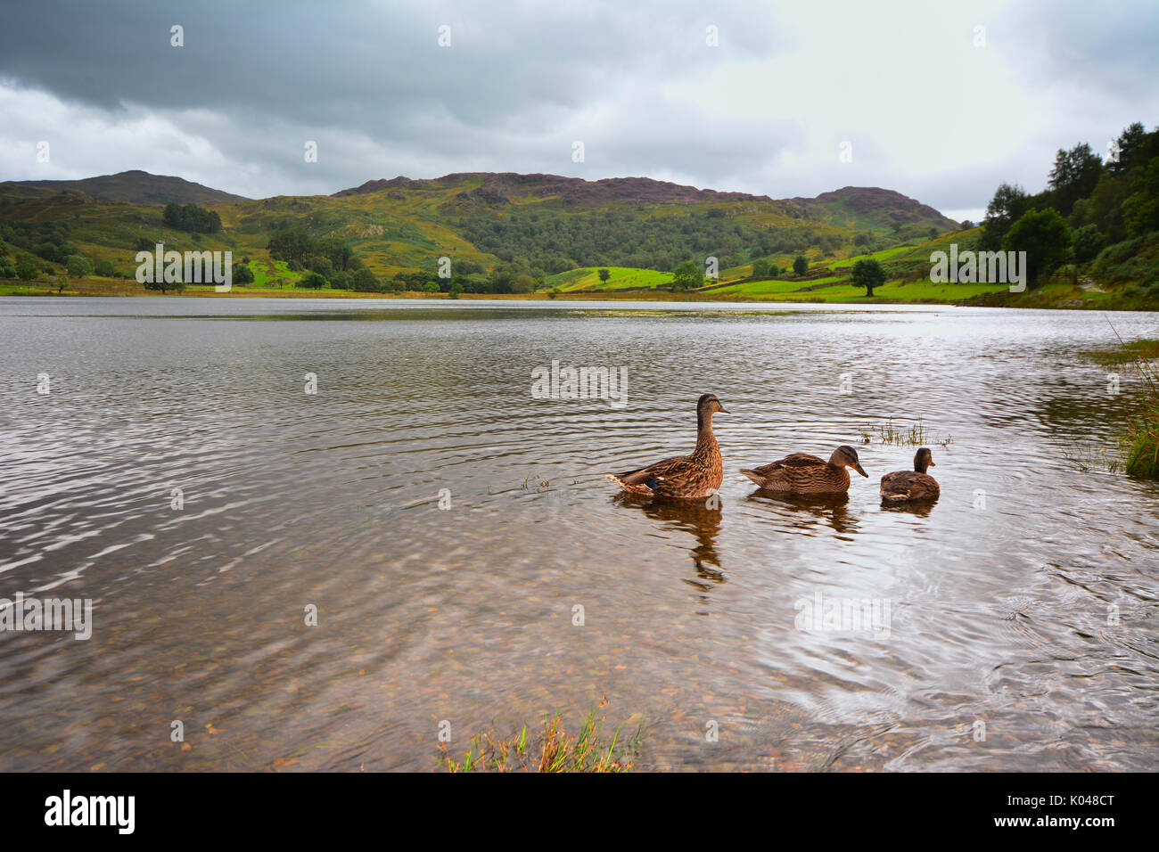 Enten auf dem Wasser, watendlath Tarn, Cumbria, Großbritannien Stockfoto