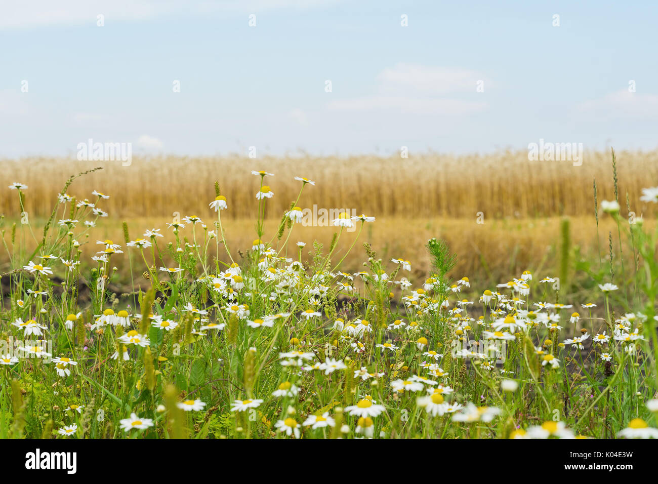 Angenehm aromatische hardy Unkräuter einjährige Matricaria, Kamille, mayweed, wachsende an straßenrändern von Roggen. Blühende Pflanzen im Sommer Stockfoto