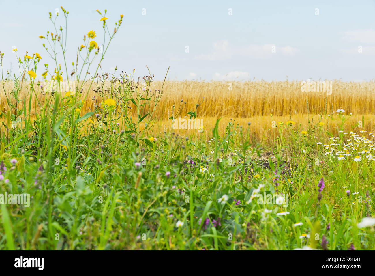 Blühende Wildblumen und Motley Gras im sonnigen Sommertag, wachsende an straßenrändern von Roggen. Im ländlichen Hintergrund. Pflanzen von Sommer Stockfoto