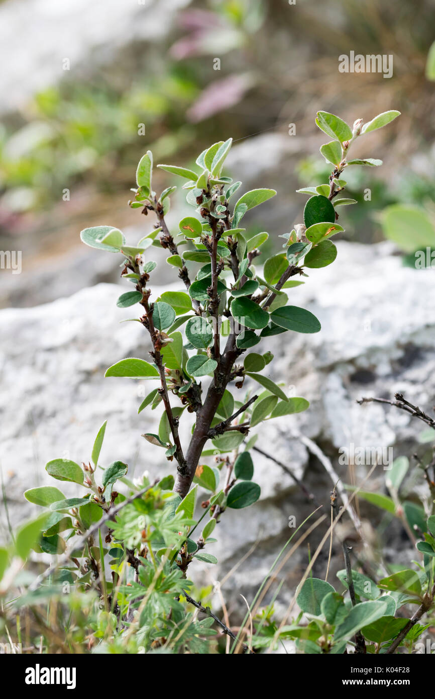 Wild Cotoneaster oder Cotoneaster cambricus wächst an den Großen Ormes Head im Norden von Wales Stockfoto