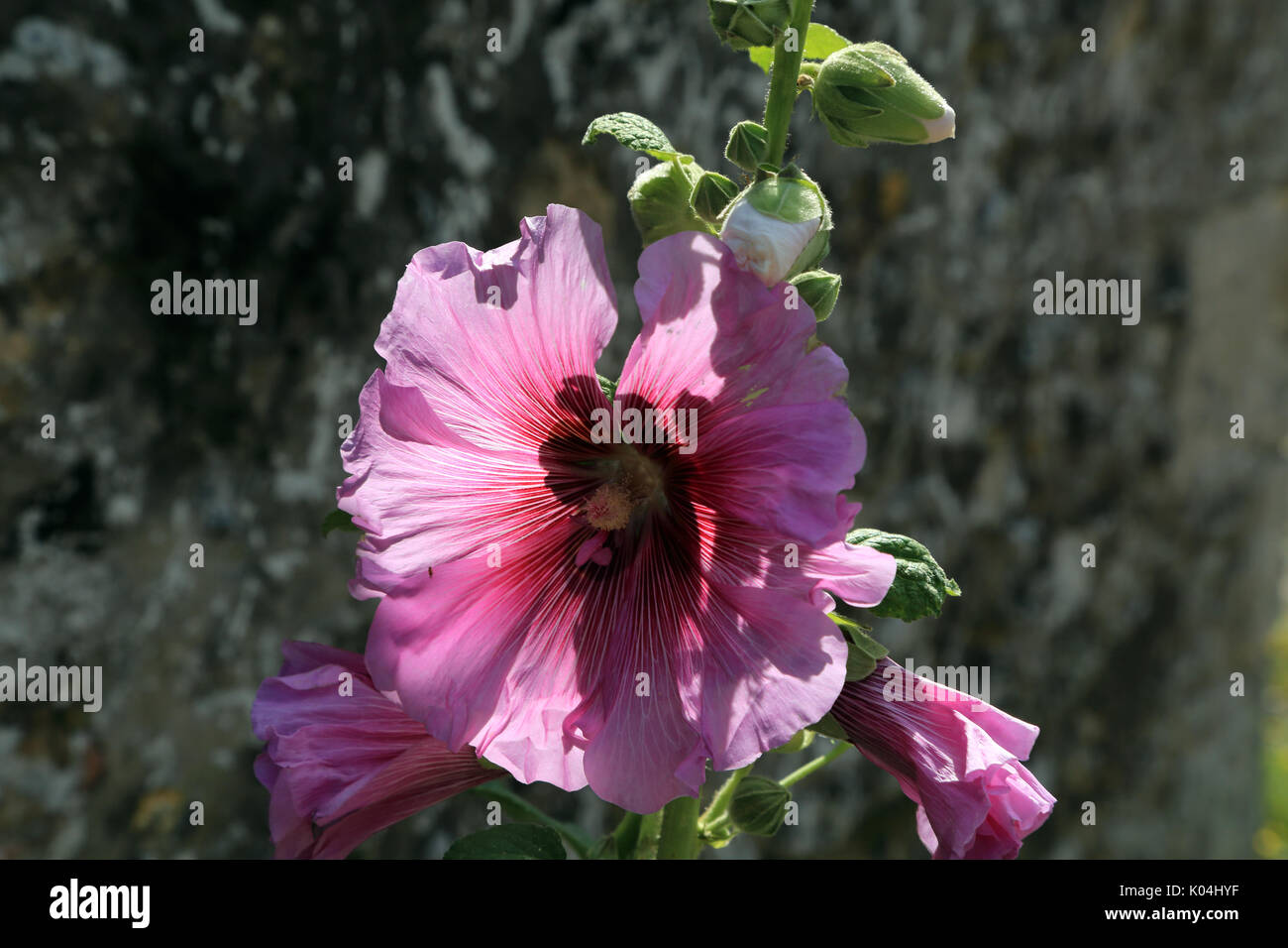 Rosafarbener Windhahn an einer Wand in Saint Valery sur Somme, Somme, Hauts de France, Frankreich Stockfoto