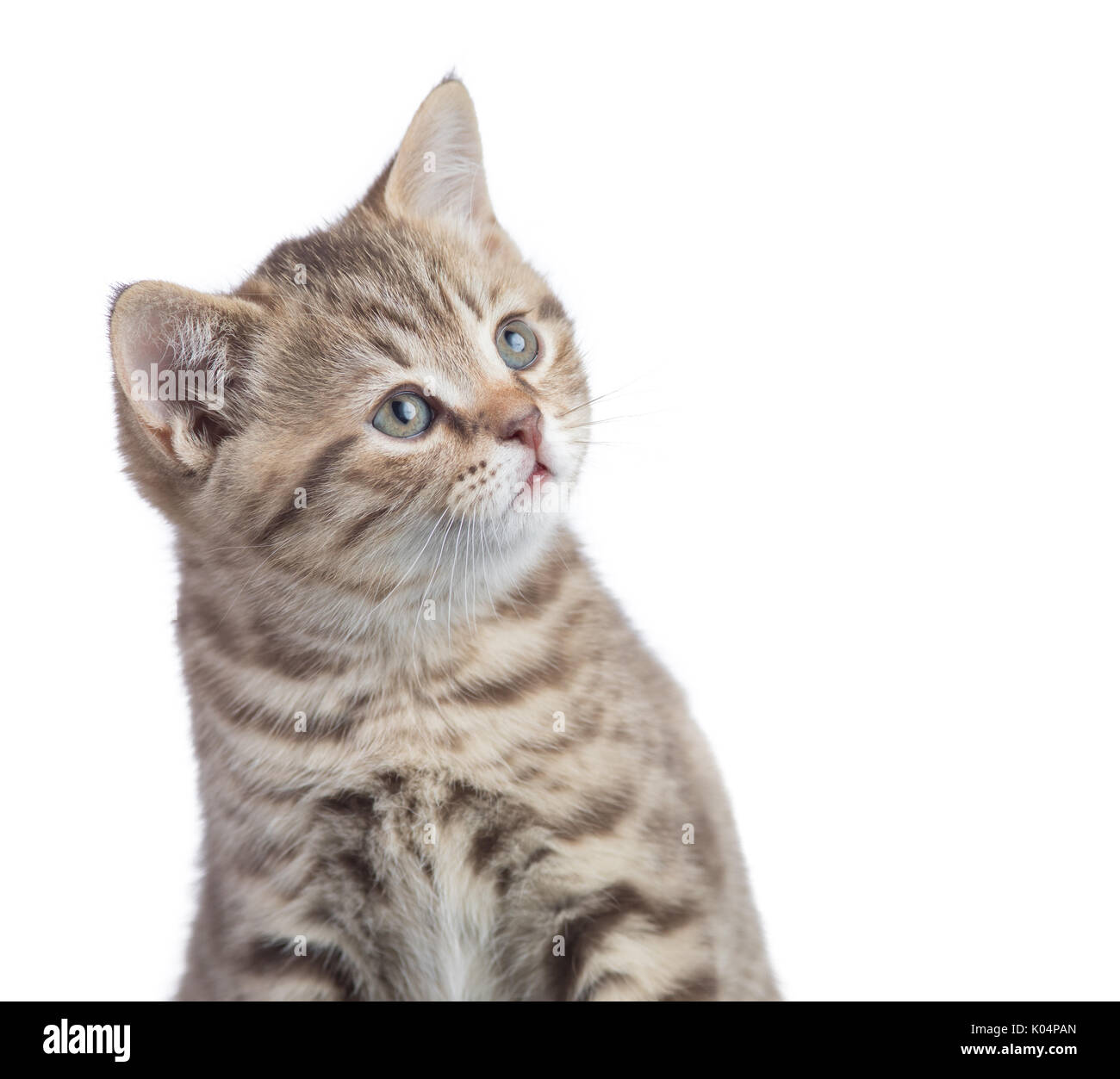 Neugierig lustig Katze portrait isoliert Stockfoto