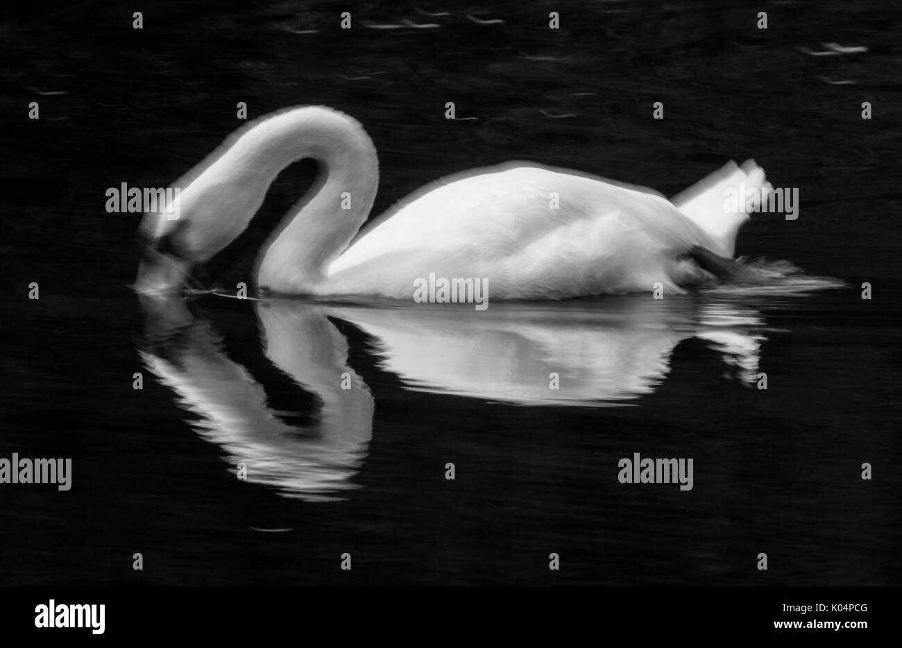 Nach Mute swan mit Bewegung. Stockfoto