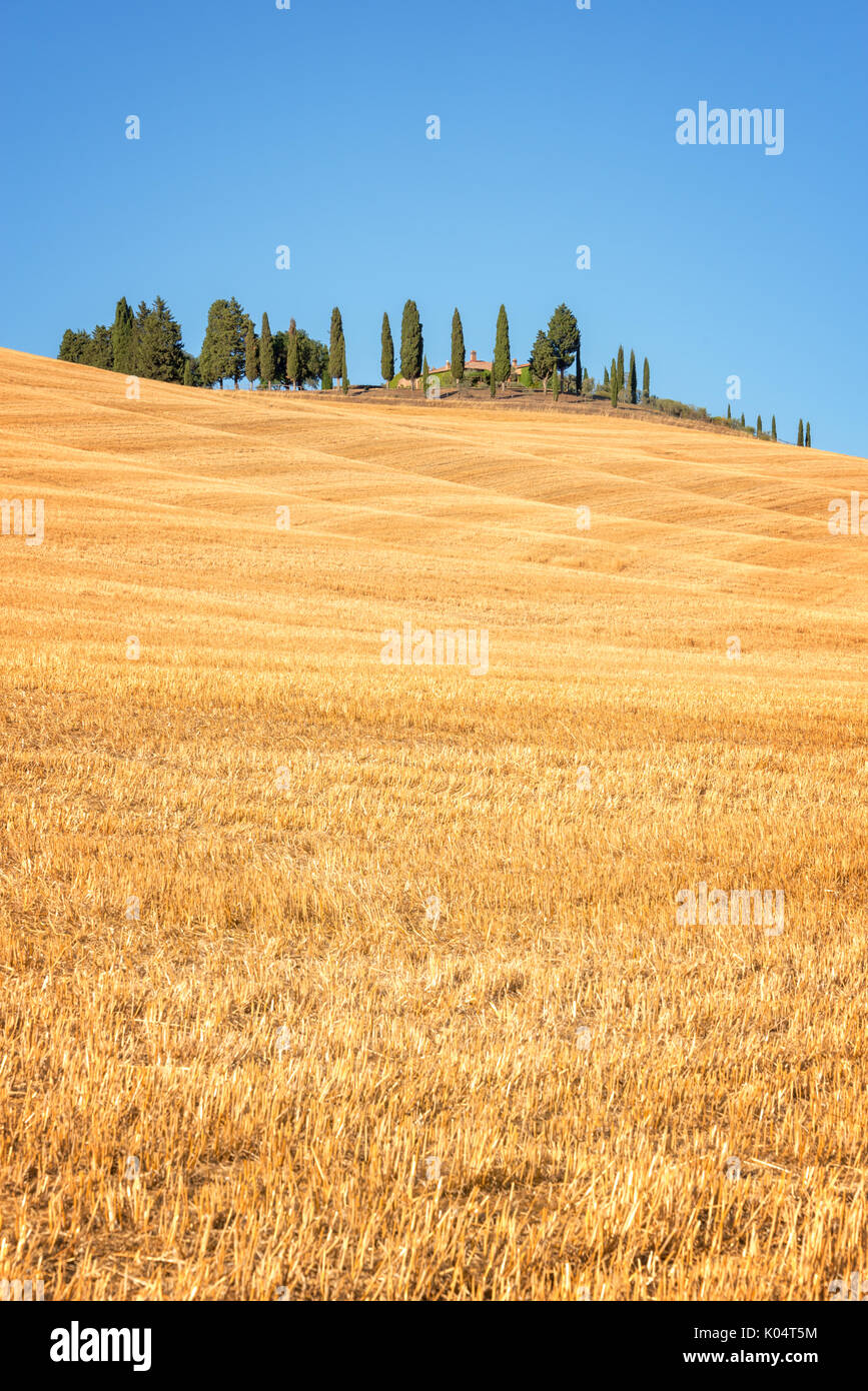 Schöne typische Landschaft des Val d'Orcia in der Toskana mit leuchtenden Farben im Sommer, Val d'Orcia, Toskana, Italien Stockfoto