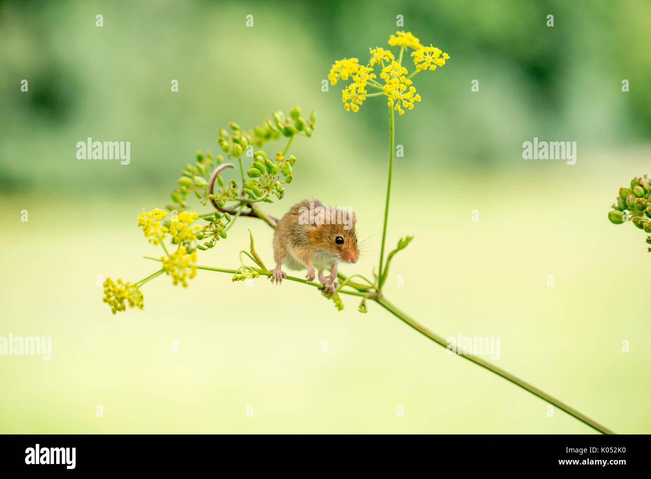 Ernte Maus (Micromys Minutus) auf wilde Pastinake (Pastinaca sativa) Stockfoto