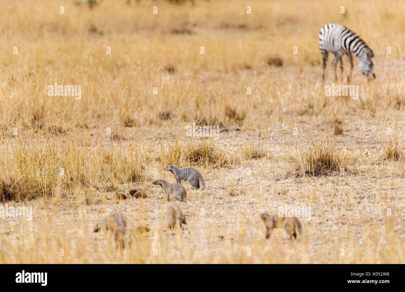 Gruppe von kleinen gebändert Mangusten, Mungos Mungo, und Burchell's Zebra, in trockenen Savanne Gräser in der Masai Mara, Kenia Stockfoto