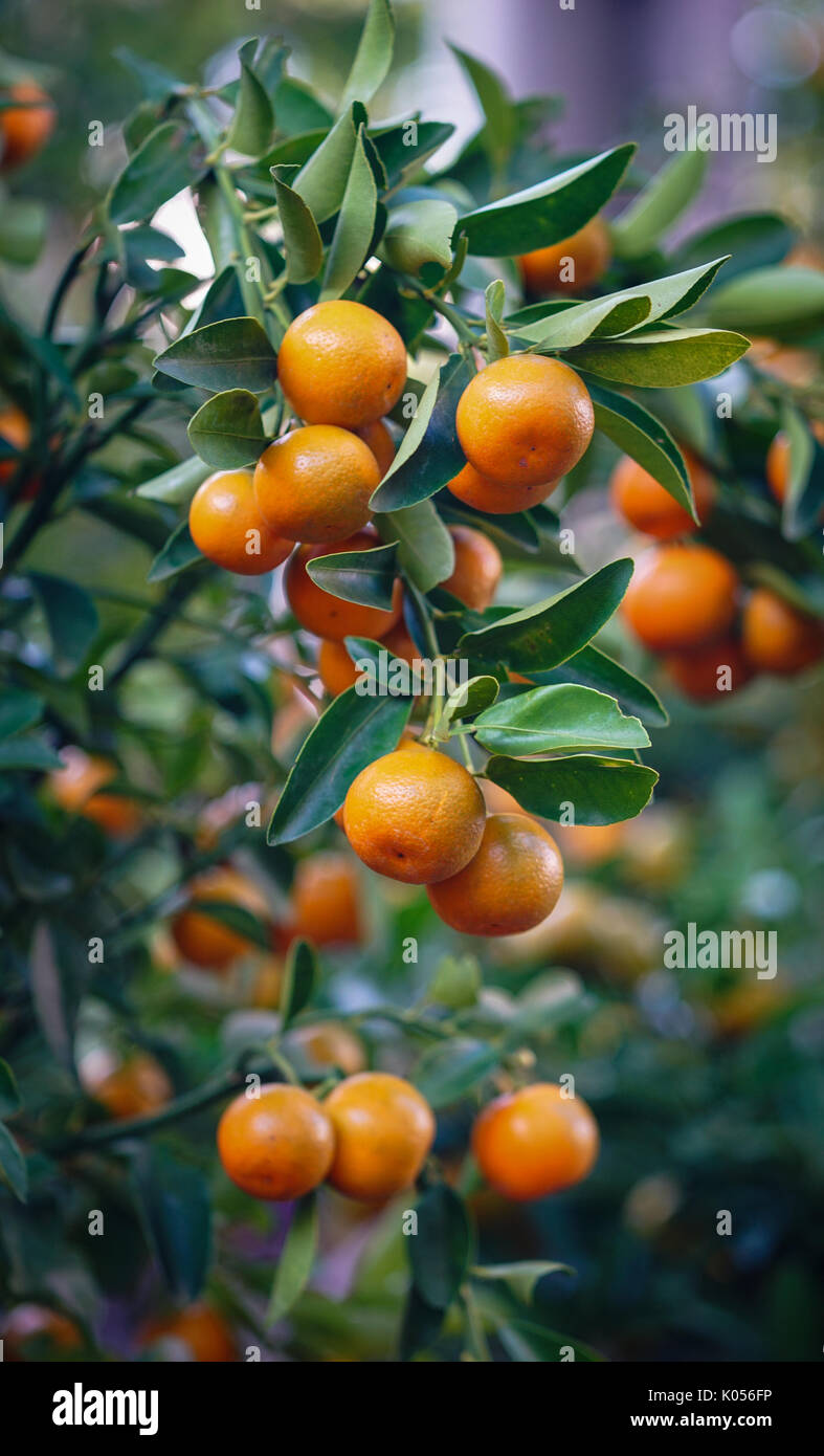 Kumquat Bäume und Früchte im Frühling. In fast jedem Haushalt