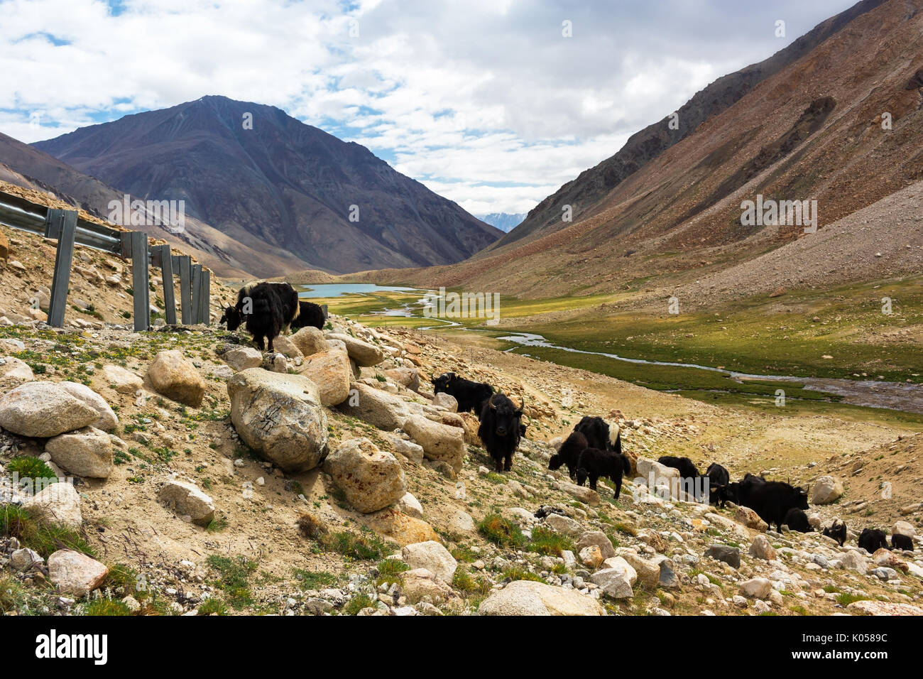 Yaks mit natürlichen Landschaft in Leh, Ladakh, Jammu und Kaschmir, Indien Stockfoto