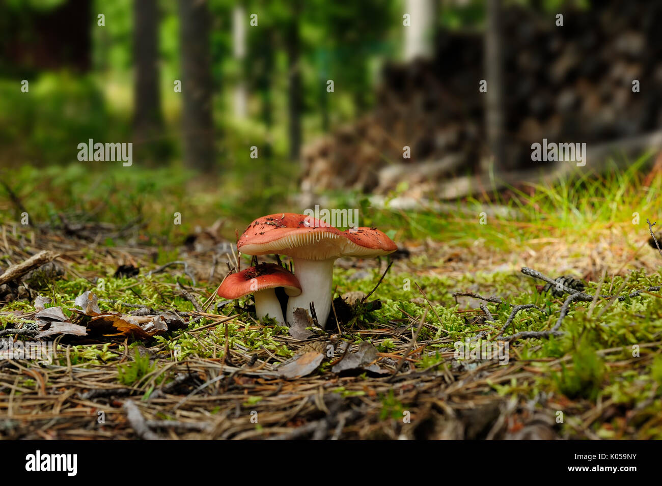 Pilze psathyrella im Sommer Wald im Nordwesten Russlands Stockfoto