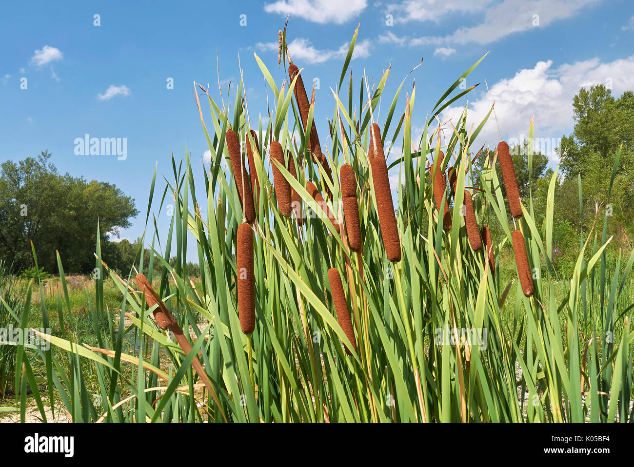 Typha latifolia Nahaufnahme Stockfoto