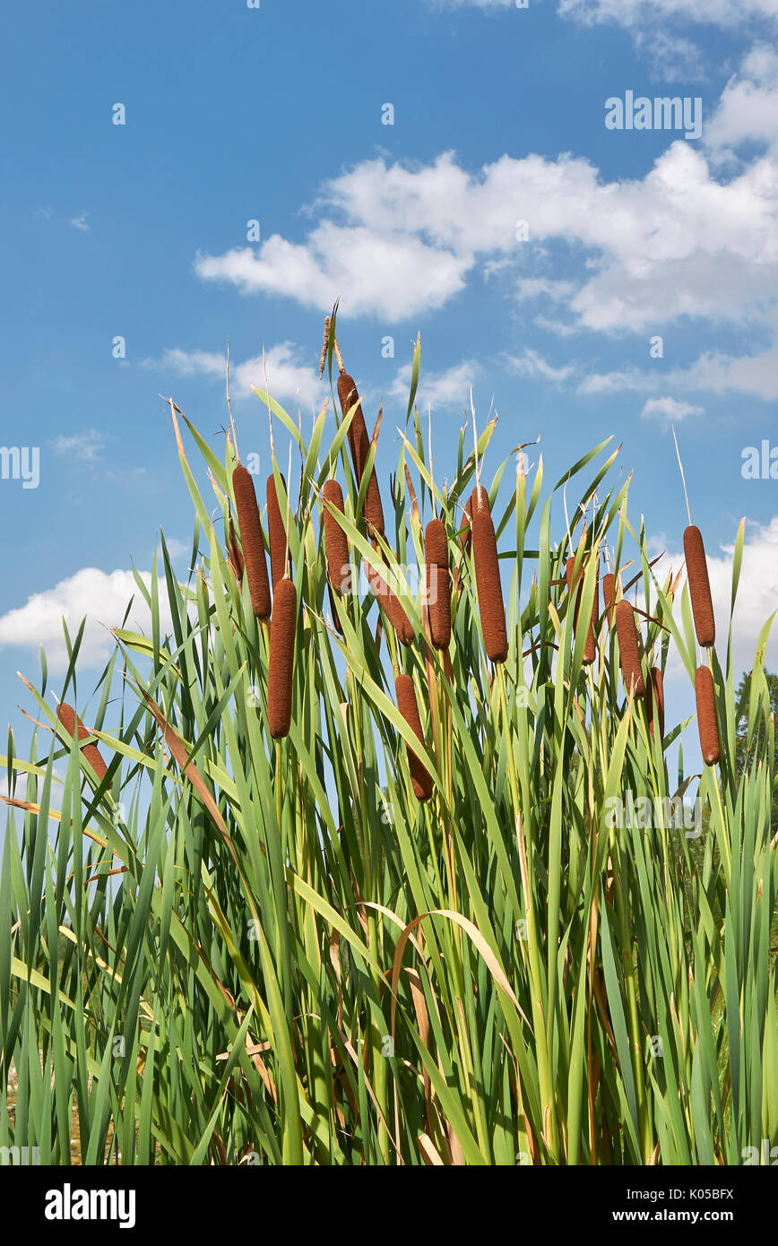 Typha latifolia Nahaufnahme Stockfoto