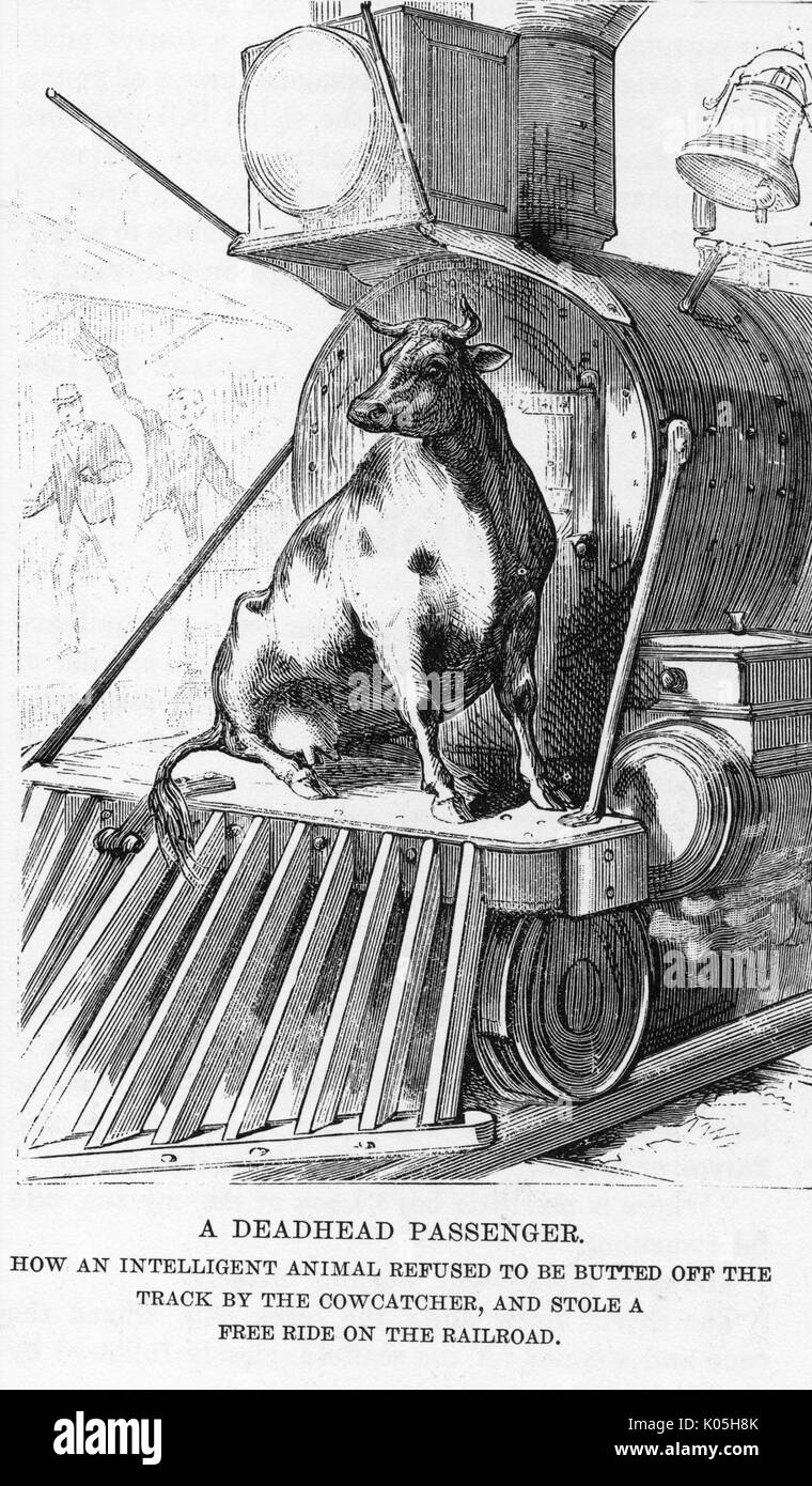 Eine Kuh, die in einem Zug reitet Stockfoto