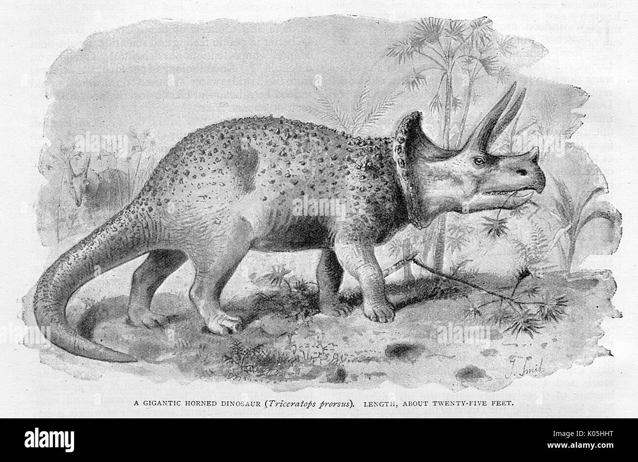 DINOSAURIER/TRICERATOPS Stockfoto