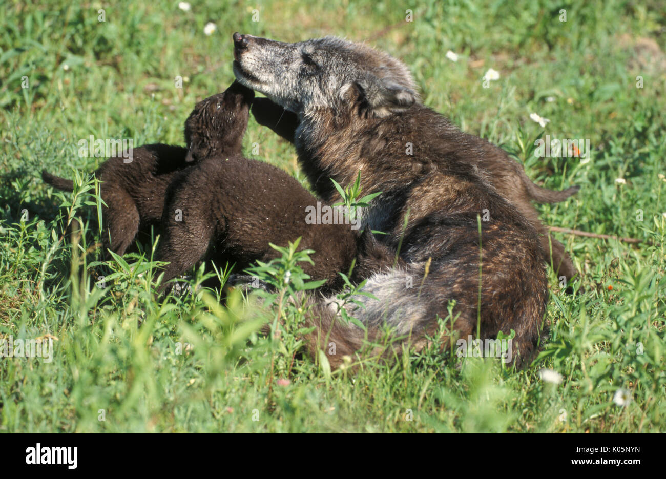 Holz oder grauen Wolf, Canis Lupus, Minnesota USA, kontrollierten Situation, Weibchen mit Jungen Jungen, Stockfoto