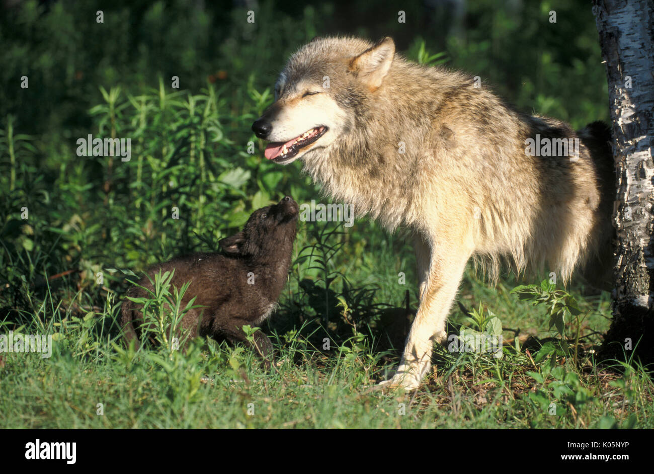 Holz oder grauen Wolf, Canis Lupus, Minnesota USA, kontrollierten Situation, Weibchen mit Jungen Jungen, Stockfoto