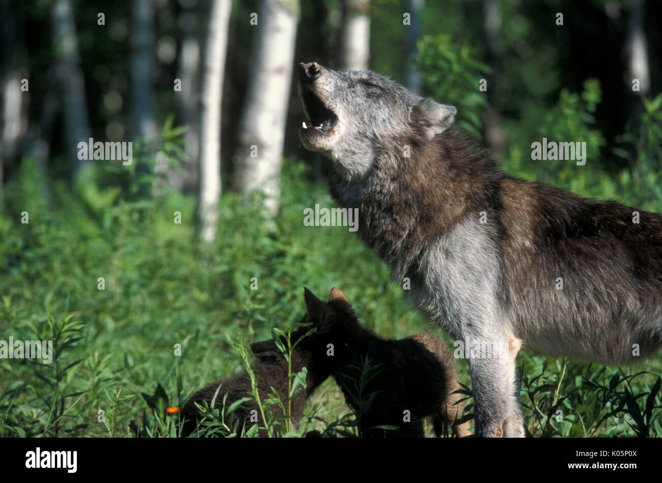 Holz oder grauen Wolf, Canis Lupus, Minnesota USA, kontrollierten Situation, weibliche und junge Jungen, heult. Stockfoto