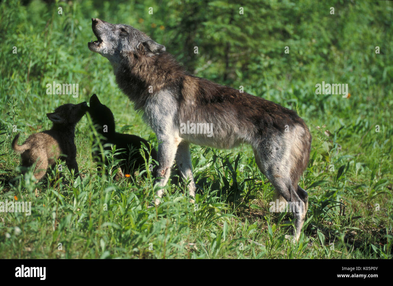 Holz oder grauen Wolf, Canis Lupus, Minnesota USA, kontrollierten Situation, weibliche und junge Jungen, heult. Stockfoto