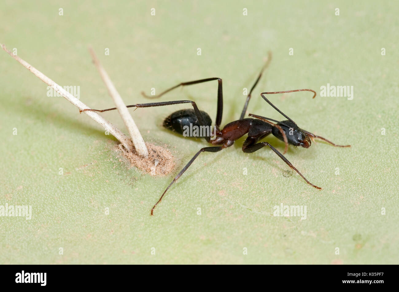 Wüste Ameise Cataglyphis sp., auf Prickly Pear Obst, in der Nähe von Lalla Takerkoust, südlich von Marrakesch, Marokko, oder möglicherweise crematogaster opuntiae Stockfoto