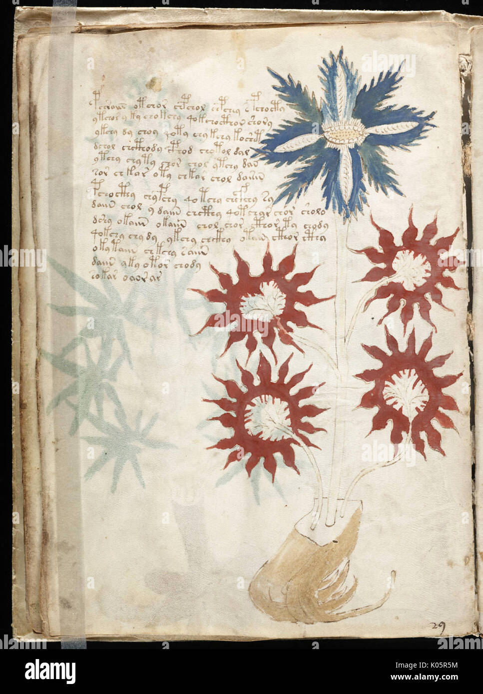 Eine Seite aus dem voynich Manuskript, ein bebilderter Codex Hand in einer unbekannten Schrift geschrieben. Stockfoto