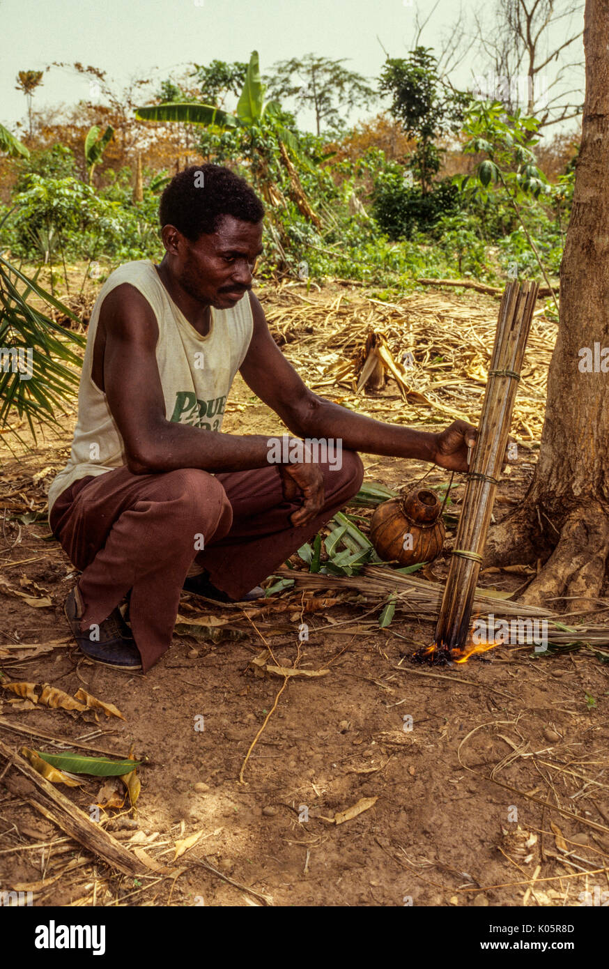 Côte d'Ivoire, Elfenbeinküste, Westafrika. Phasen der Palm Wein: Baole Mann Heizung Bündel Reisig palm Saft zum Fließen zu bringen. Lolobo Dorf, Ce Stockfoto
