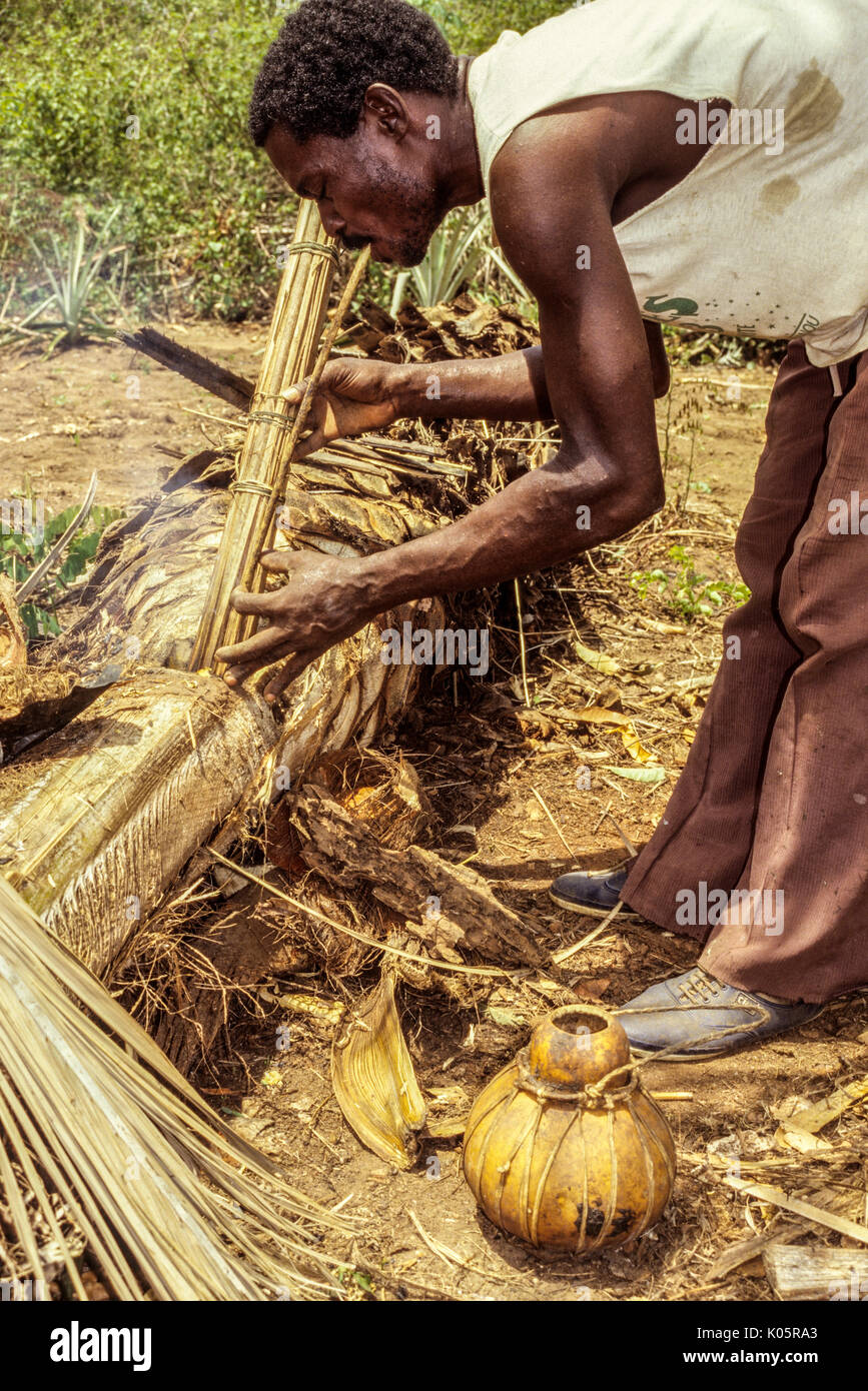 Côte d'Ivoire, Elfenbeinküste, Westafrika. Phasen der Palm Wein: Baole Mann mit Luft ausblasen auf beheizten Sticks palm Saft zum Fließen zu bringen. Lolobo Dorf Stockfoto