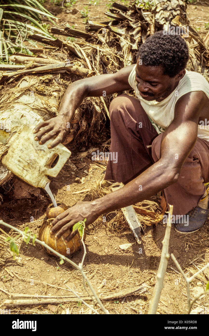 Côte d'Ivoire, Elfenbeinküste, Westafrika. Phasen der Palm Wein: Baole Mann gießen gesammelten palm Saft in Kürbis für die vergärung. Lolobo Villa Stockfoto